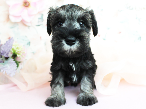 子犬の名前が決まりました☆